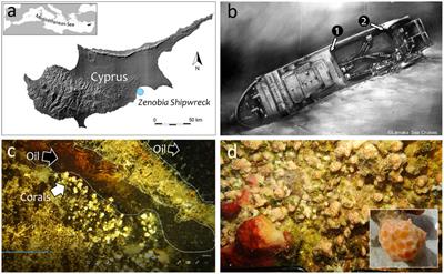 Cellular adaptations of the scleractinian coral Madracis pharensis to chronic oil pollution in a Mediterranean shipwreck